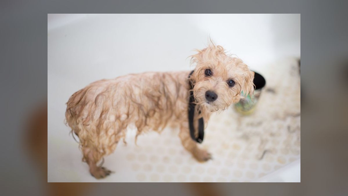 Should I open or buy a Zoom Room dog training franchise in 2027 — figure 1