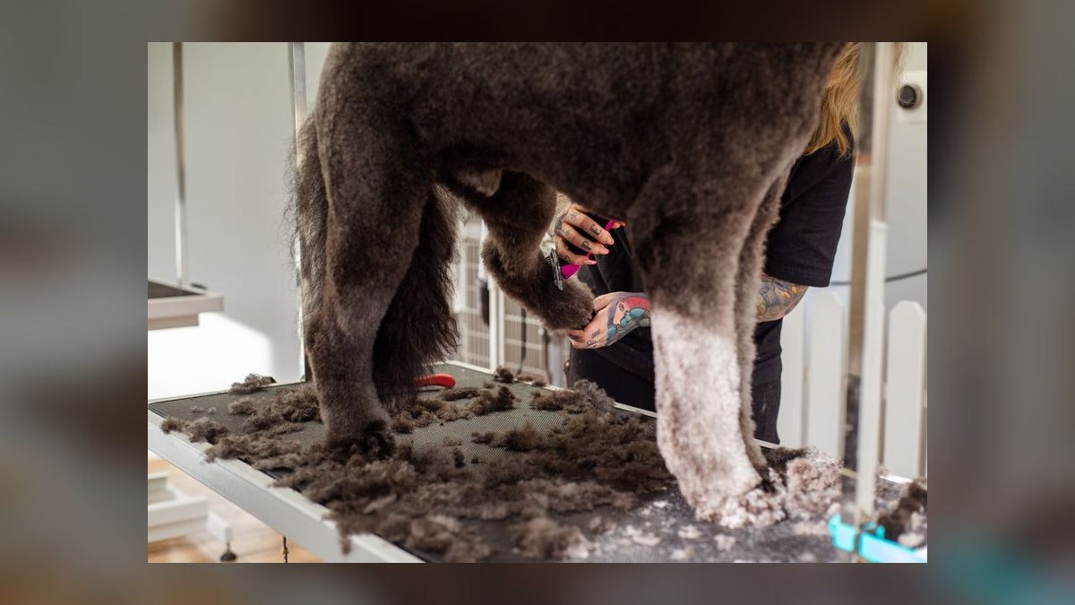 Should I open or buy a Zoom Room dog training franchise in 2027 — figure 2