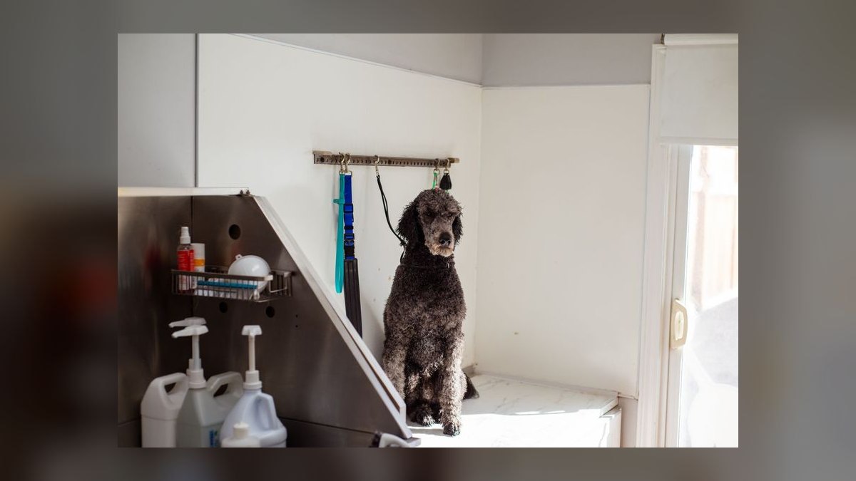 Should I open or buy a Zoom Room dog training franchise in 2027 — figure 3