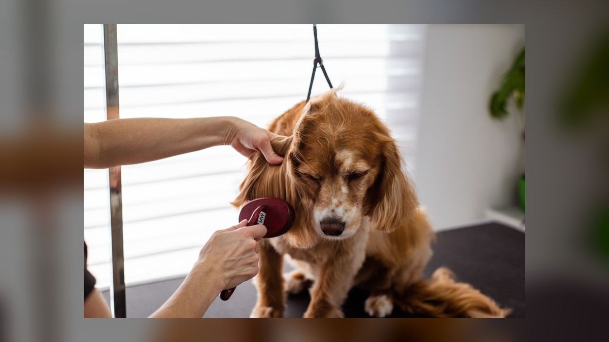 Should I open or buy a Zoom Room dog training franchise in 2027 — figure 5