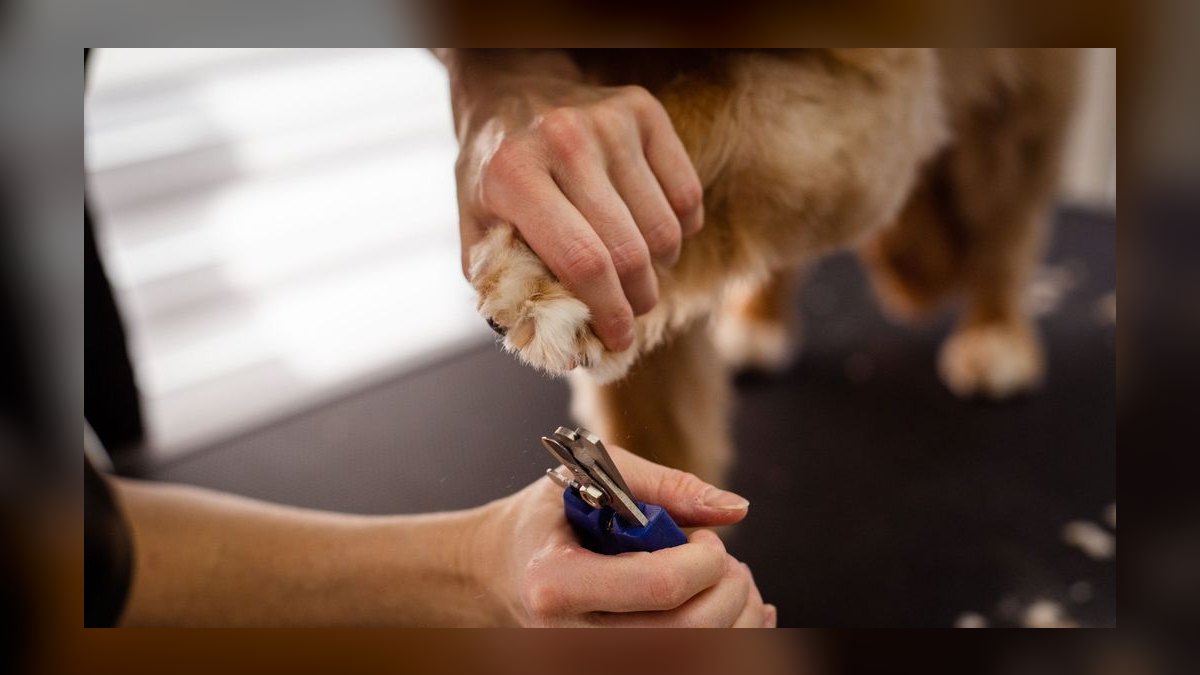 Should I open or buy a Zoom Room dog training franchise in 2027 — figure 6