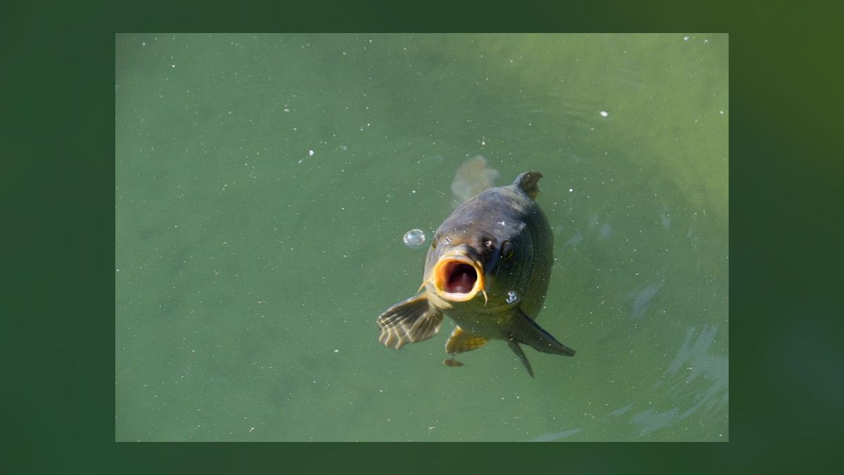 Should I open or buy a Fish Window Cleaning franchise in 2027 — figure 10