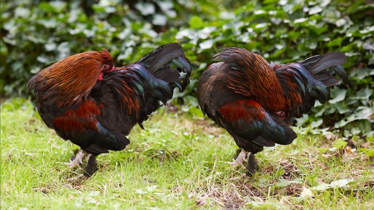 Should I open or buy a Roosters Men's Grooming Center franchise in 2027 — figure 1