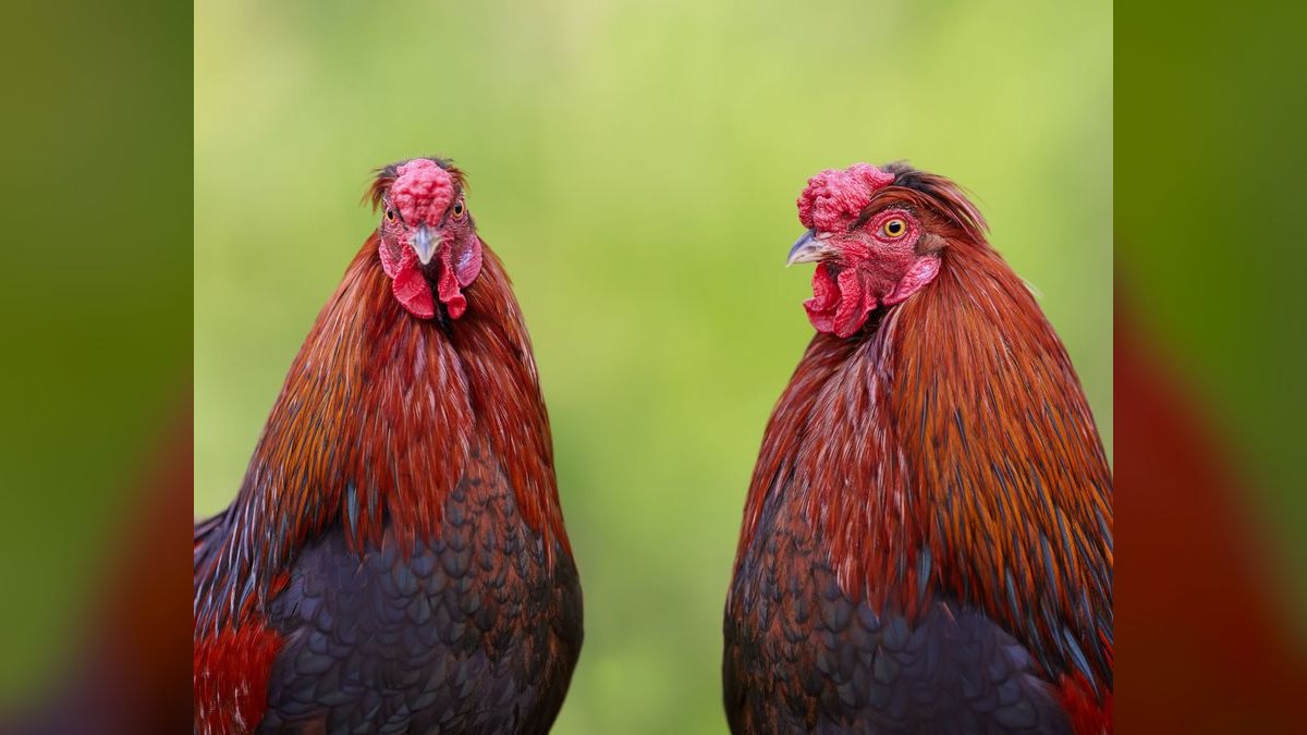 Should I open or buy a Roosters Men's Grooming Center franchise in 2027 — figure 2