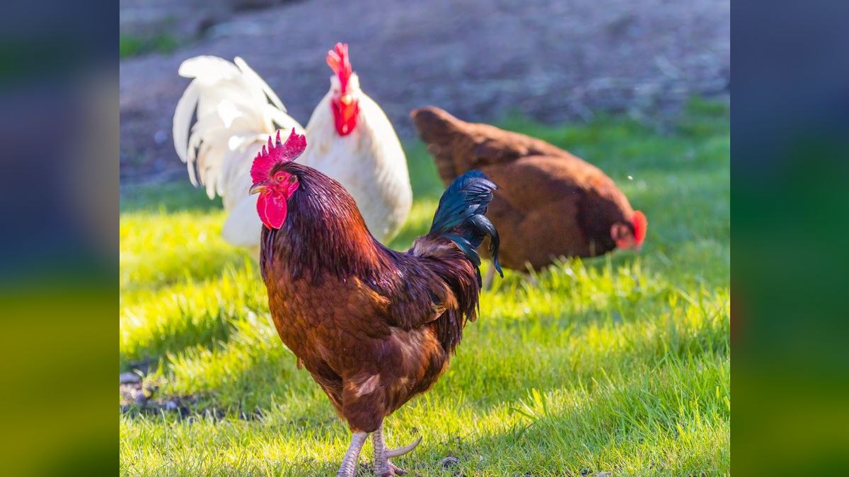 Should I open or buy a Roosters Men's Grooming Center franchise in 2027?
