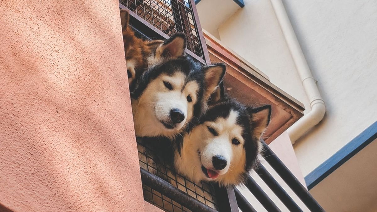 Should I open or buy a Woof Gang Bakery franchise in 2027 — figure 1
