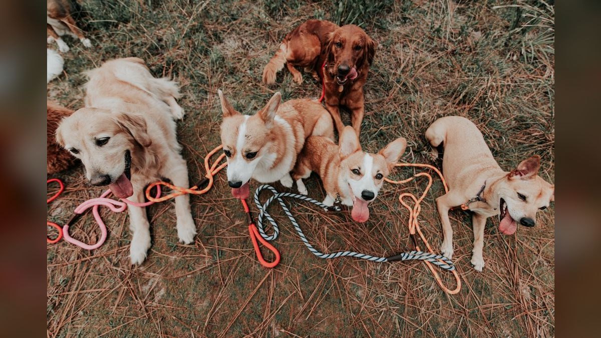 Should I open or buy a Woof Gang Bakery franchise in 2027 — figure 5