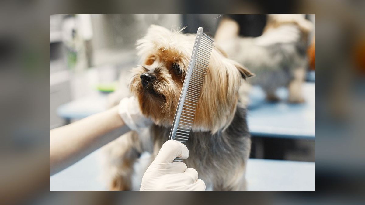 Best pet grooming franchises to buy in 2027 — figure 7