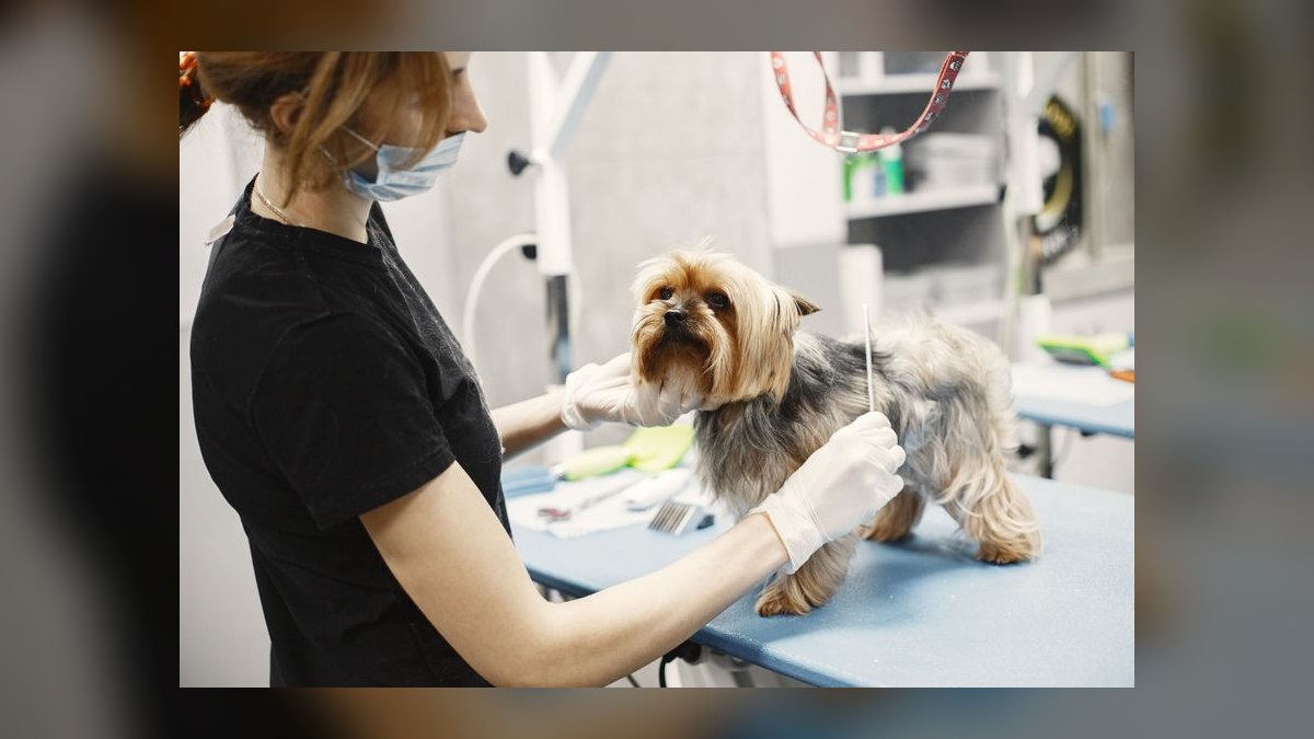 Best pet grooming franchises to buy in 2027 — figure 9