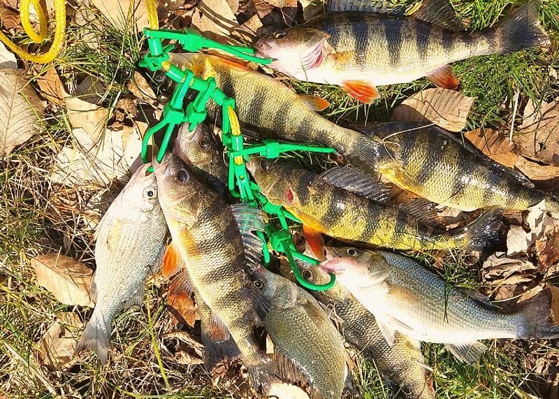 2016–2021 Crestliner 1850 Fish Hawk