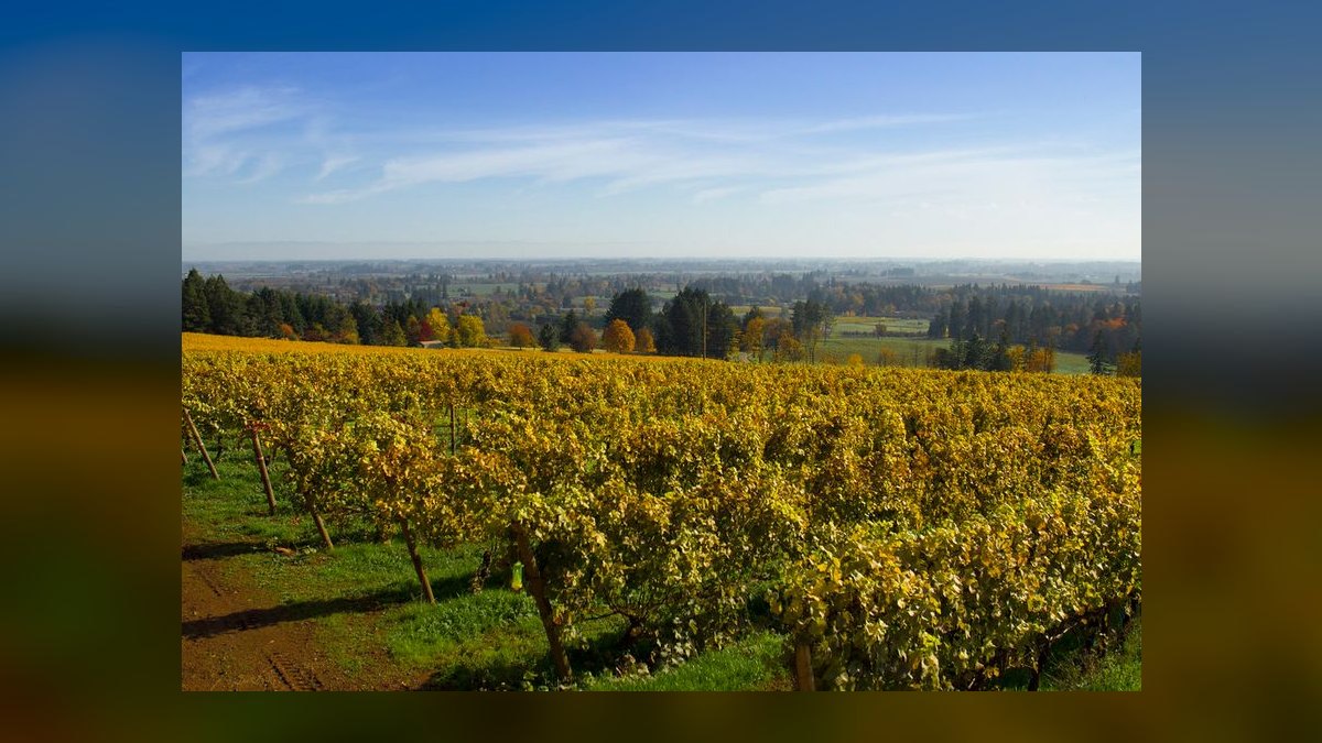 The 10 Best Napa Valley Wedding Venues in 2027 — figure 8