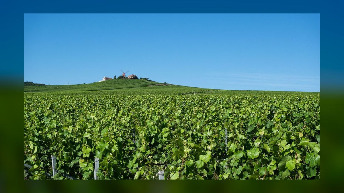The 10 Best Vineyard Wedding Venues in California (Outside Napa) in 2027 — figure 6