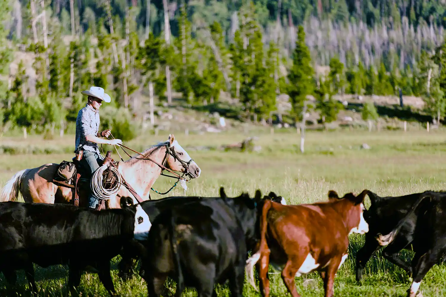 10 Best Dude Ranches for Family Reunions in 2027 — figure 2