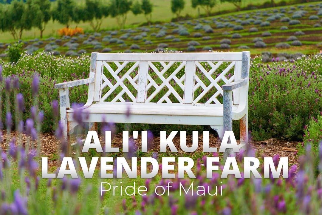 The 10 Best Maui Wedding Venues in 2027 — figure 9