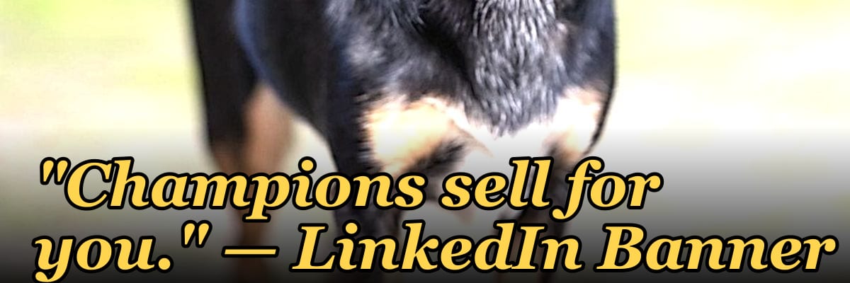 "Champions sell for you." — LinkedIn Banner