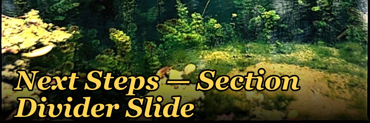 Next Steps — Section Divider Slide