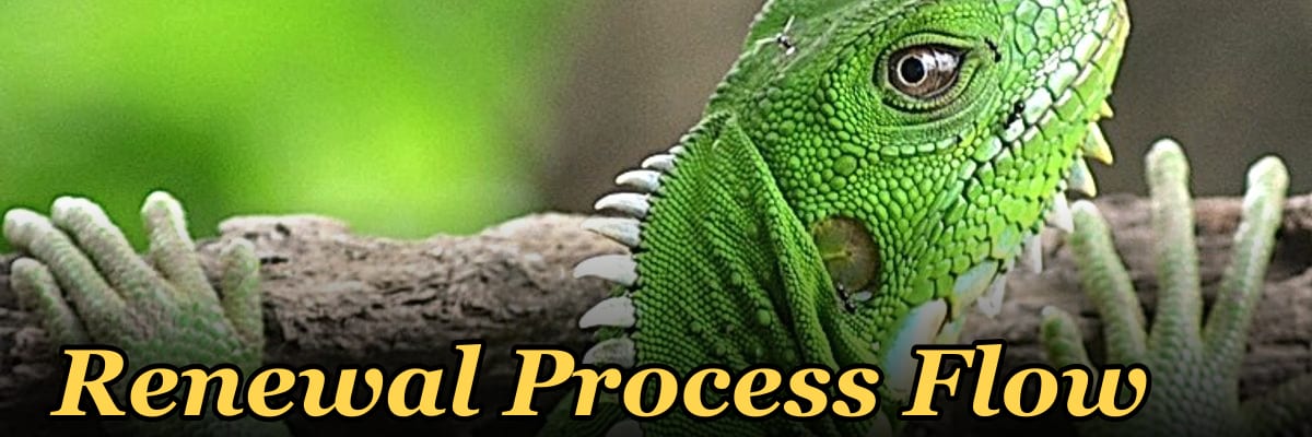 Renewal Process Flow