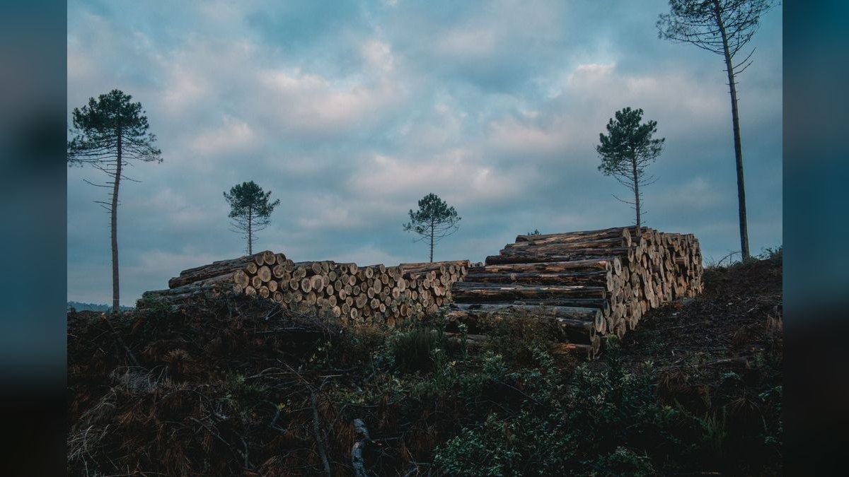 How do you build a forestry management software go-to-market motion in 2027 — figure 4