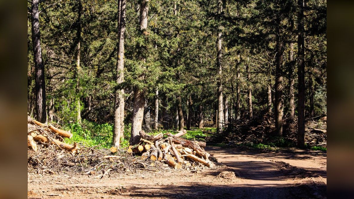 How do you build a forestry management software go-to-market motion in 2027 — figure 6