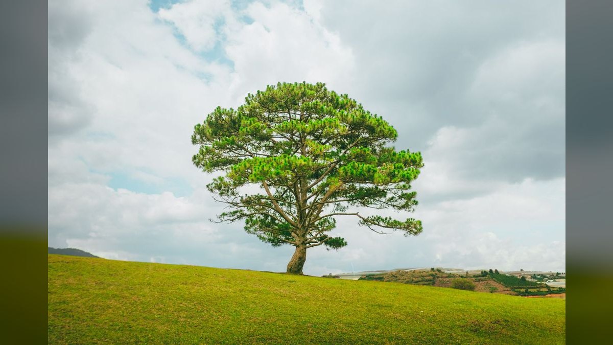 How do you build the GTM playbook for a tree care and gutter services operator in 2027 — figure 6