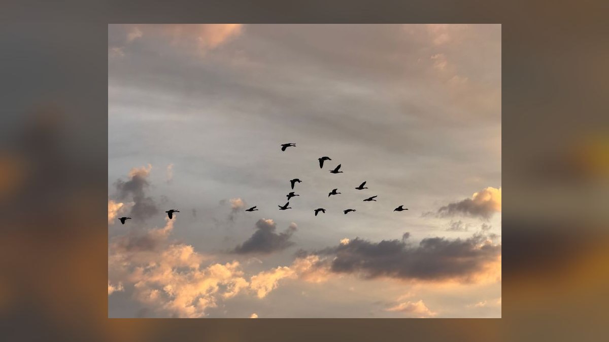 Cloud Migration Services GTM Playbook 2027 — AWS MAP + Azure Migrate + Google RaMP and the .8B Slalom Operator Path — figure 8