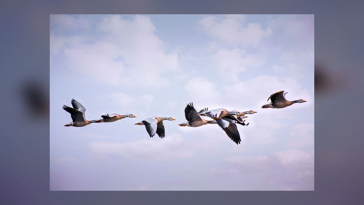 Cloud Migration Services GTM Playbook 2027 — AWS MAP + Azure Migrate + Google RaMP and the .8B Slalom Operator Path — figure 9