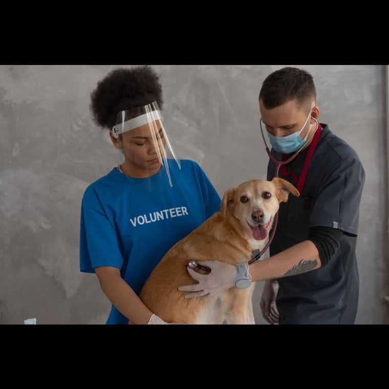 GTM Playbook for Veterinary Clinics in 2027