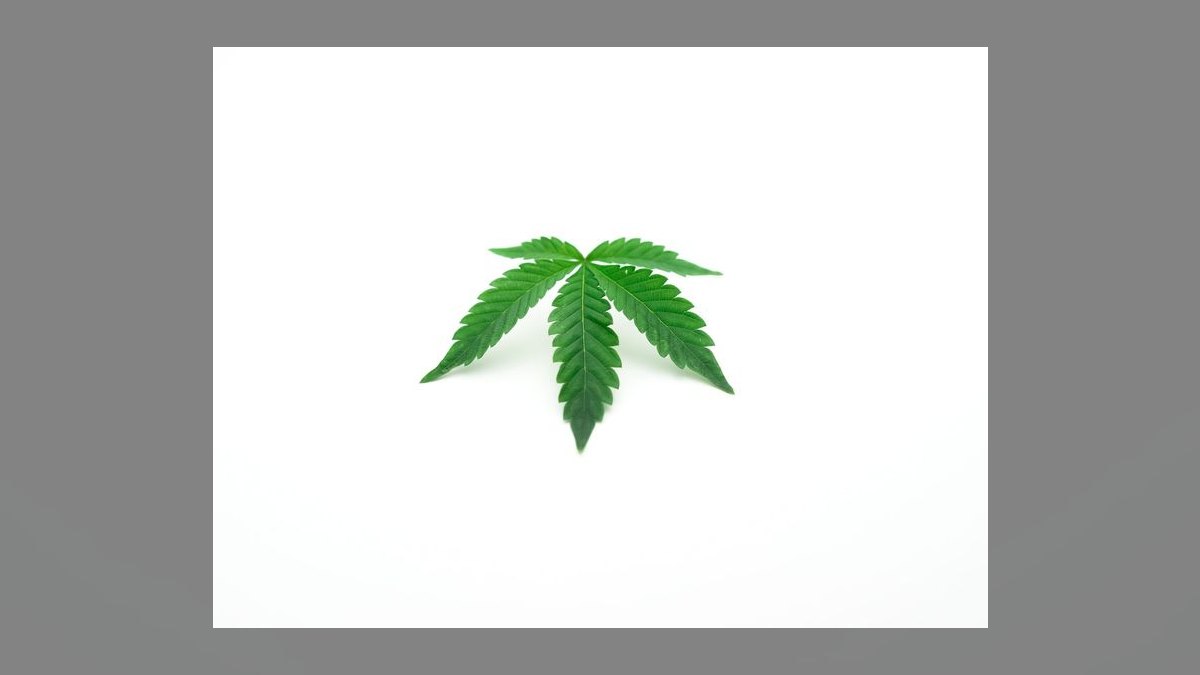 What is the go-to-market playbook for cannabis dispensaries in 2027 — figure 8