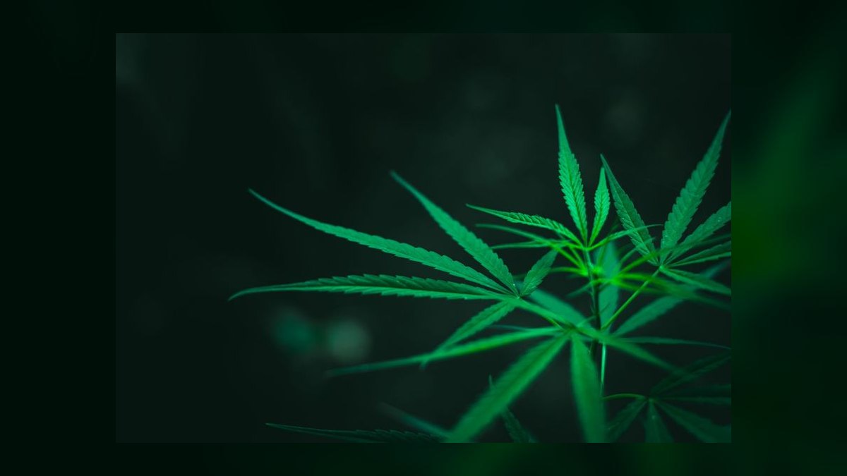 What is the go-to-market playbook for cannabis dispensaries in 2027 — figure 9