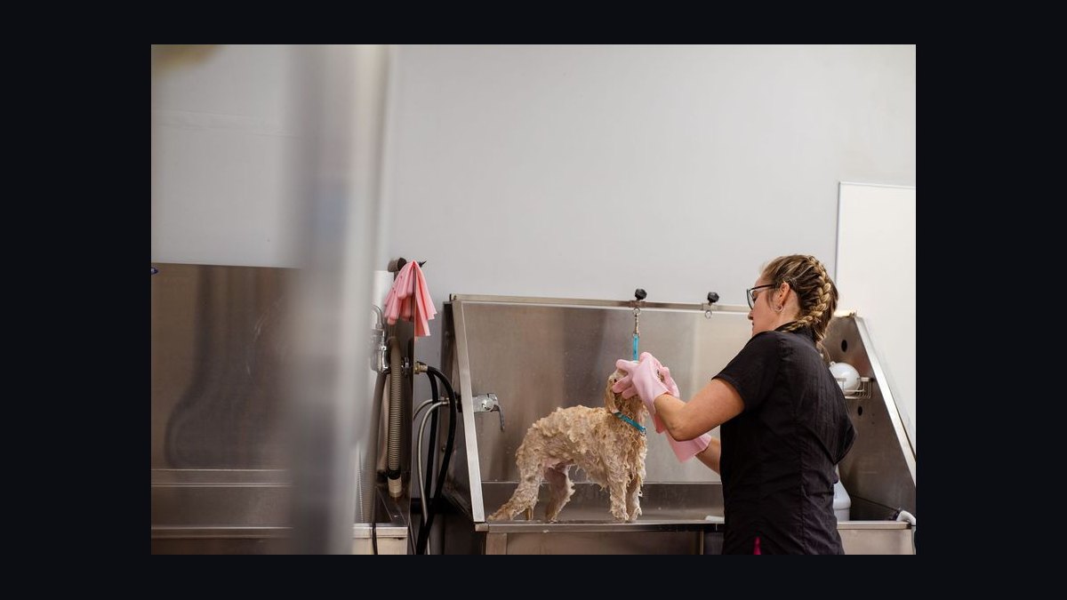 What is the go-to-market playbook for pet care and grooming chains in 2027?
