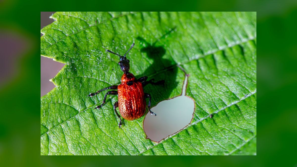 What is the go-to-market playbook for pest control companies in 2027 — figure 2
