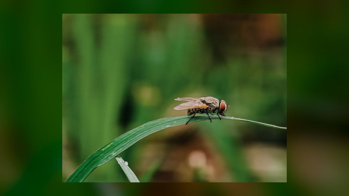 What is the go-to-market playbook for pest control companies in 2027 — figure 3