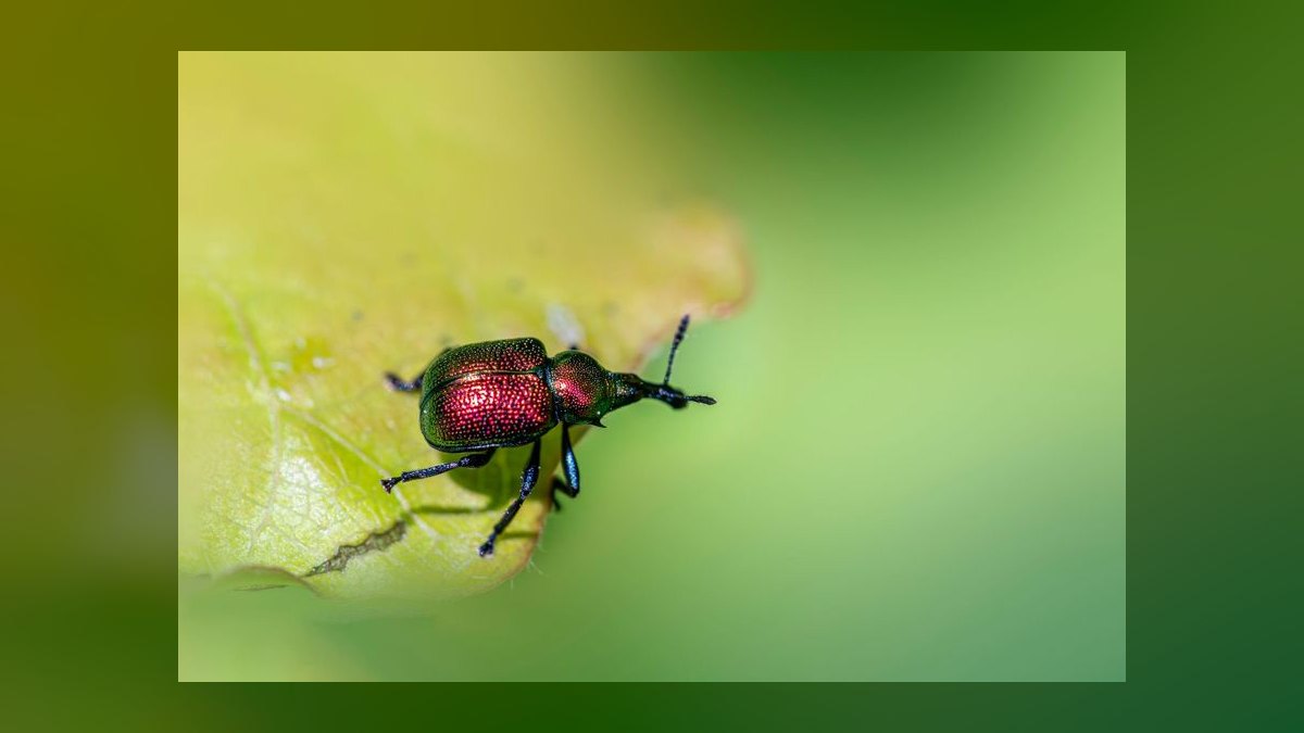 What is the go-to-market playbook for pest control companies in 2027 — figure 4