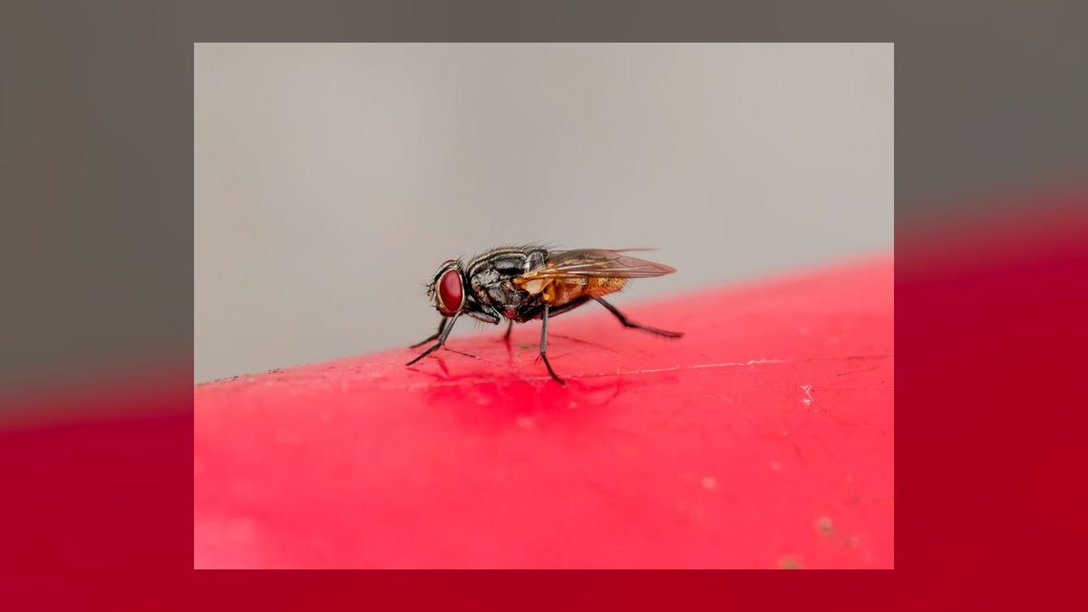 What is the go-to-market playbook for pest control companies in 2027 — figure 5