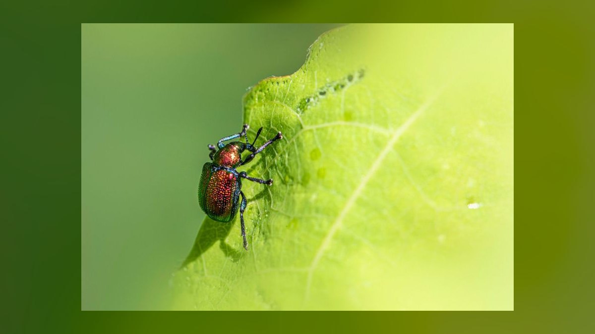 What is the go-to-market playbook for pest control companies in 2027 — figure 6