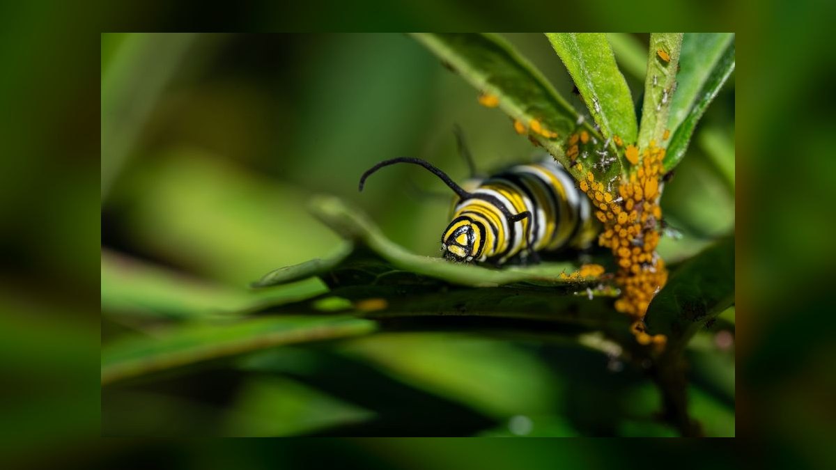 What is the go-to-market playbook for pest control companies in 2027 — figure 7
