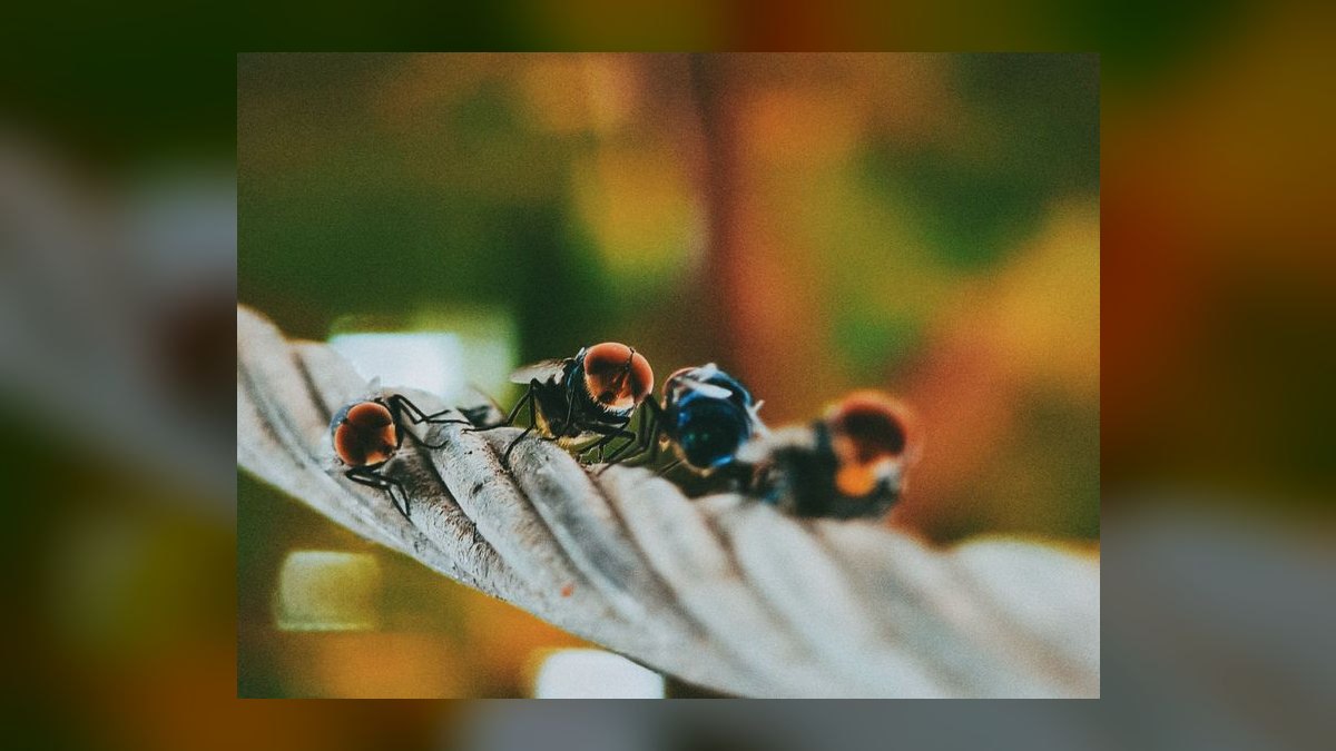 What is the go-to-market playbook for pest control companies in 2027 — figure 8