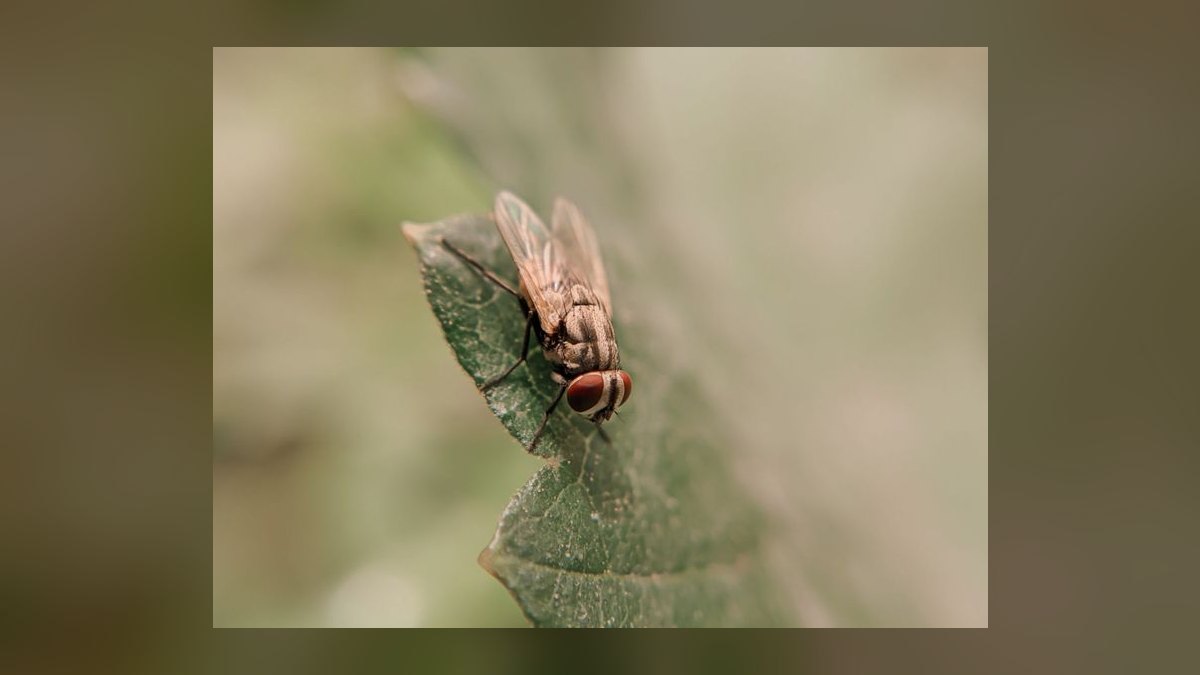 What is the go-to-market playbook for pest control companies in 2027 — figure 9
