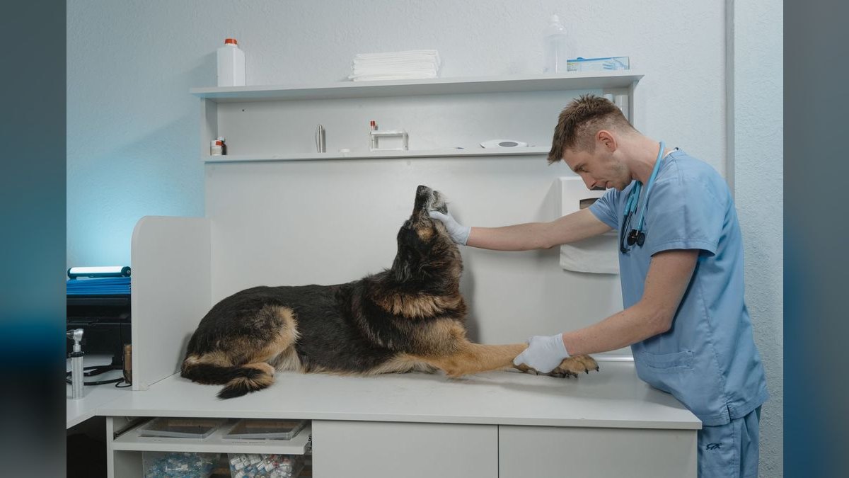 What are the key sales KPIs for the Veterinary Specialty & Emergency Hospital industry in 2027 — figure 3
