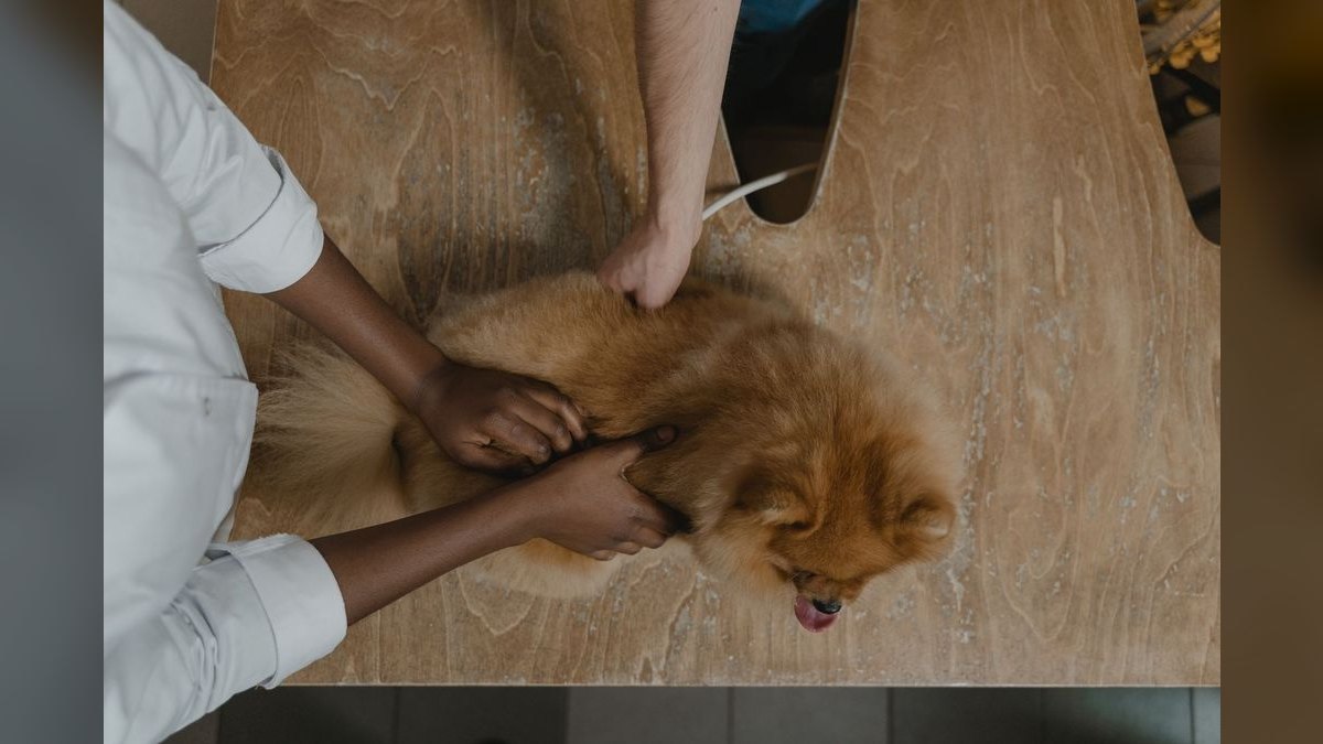 What are the key sales KPIs for the Veterinary Specialty & Emergency Hospital industry in 2027 — figure 4