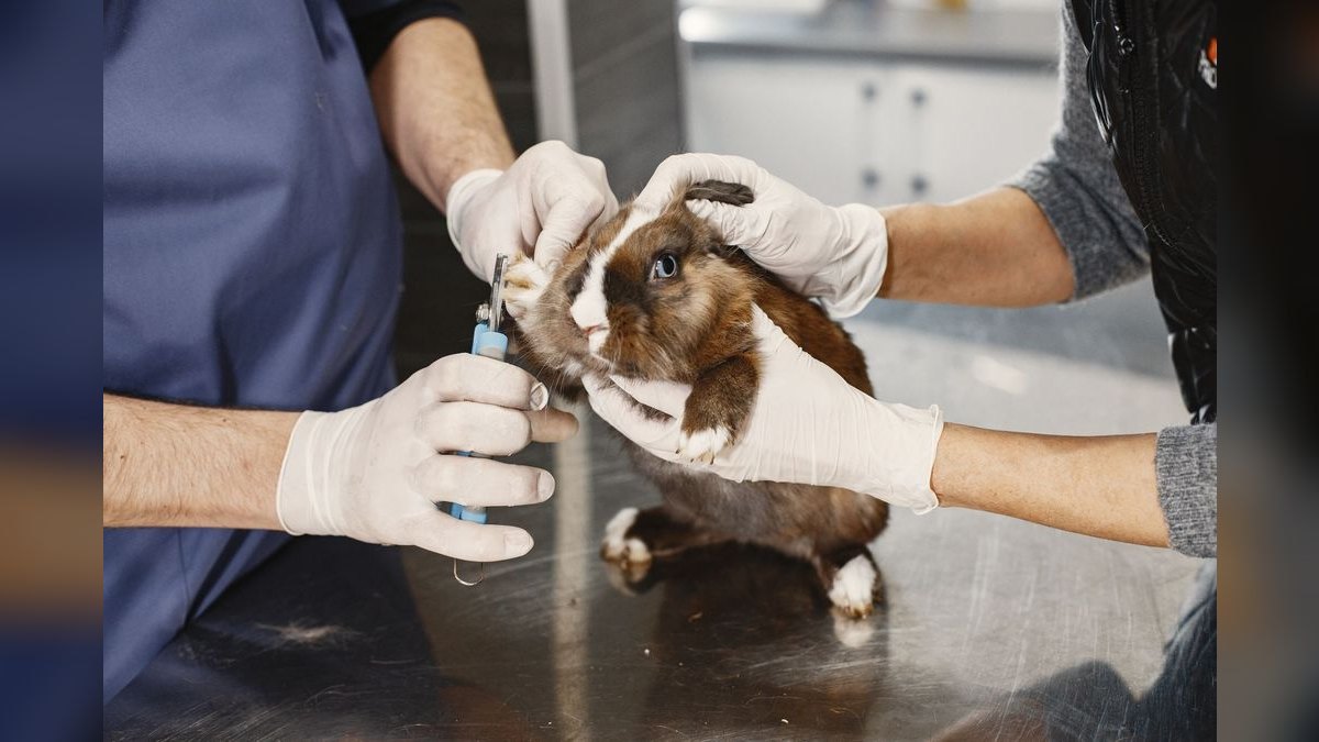 What are the key sales KPIs for the Veterinary Telehealth & Remote Triage Services industry in 2027 — figure 4