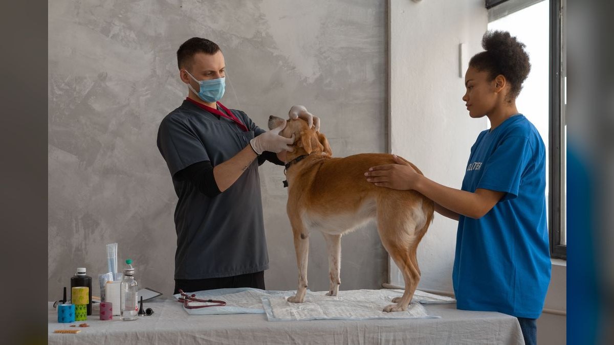 What are the key sales KPIs for the Veterinary Cremation & Pet Aftercare Services industry in 2027?