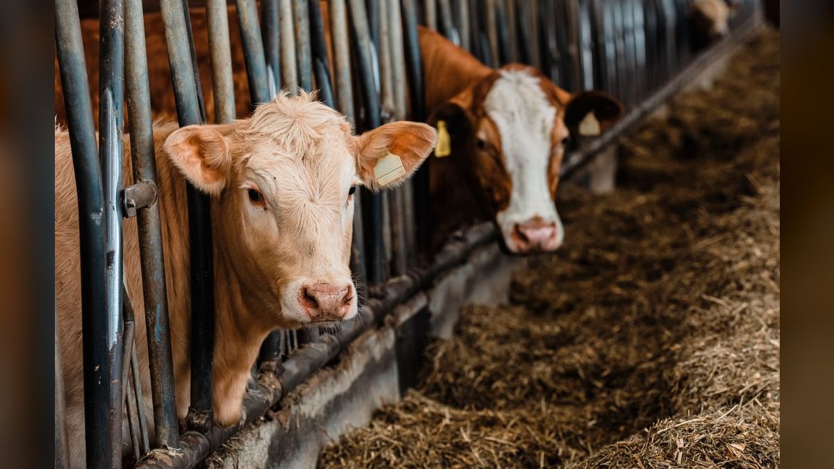 What are the key sales KPIs for the Livestock Auction & Marketing Services industry in 2027 — figure 5