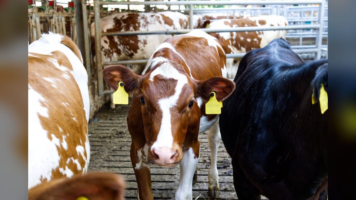 What are the key sales KPIs for the Livestock Auction & Marketing Services industry in 2027 — figure 6