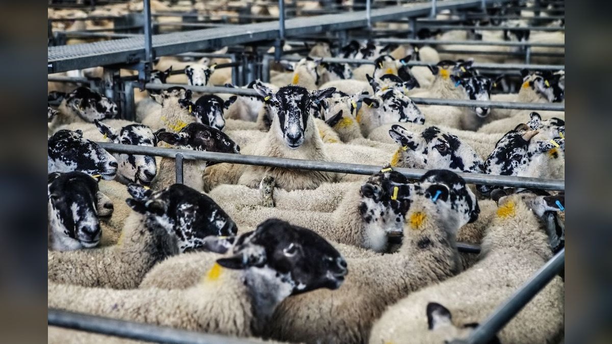 What are the key sales KPIs for the Livestock Auction & Marketing Services industry in 2027?
