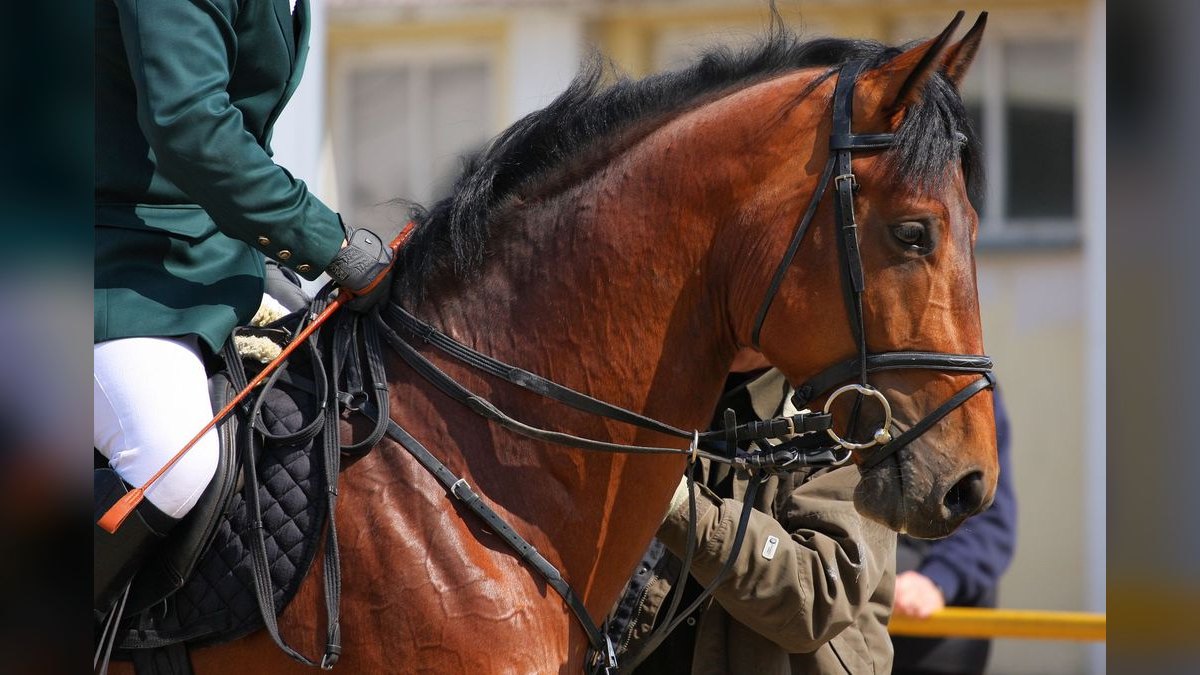 What are the key sales KPIs for the Equine Boarding & Training Facilities industry in 2027 — figure 2
