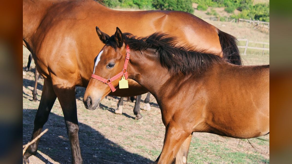 What are the key sales KPIs for the Equine Boarding & Training Facilities industry in 2027 — figure 5