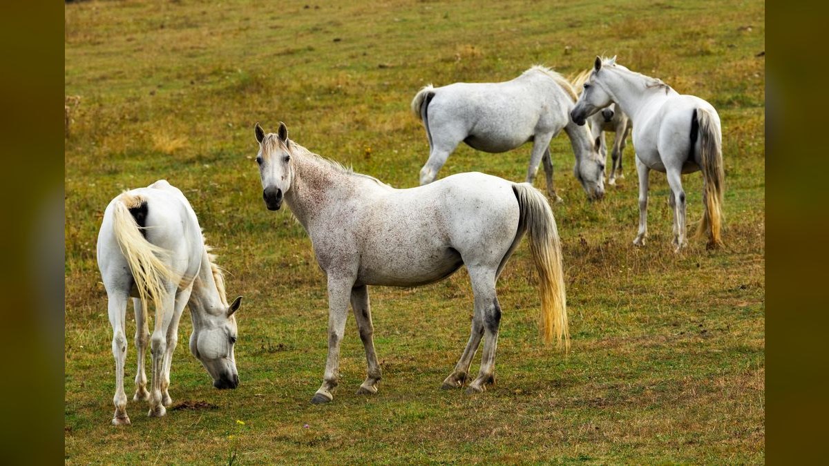 What are the key sales KPIs for the Equine Boarding & Training Facilities industry in 2027 — figure 6