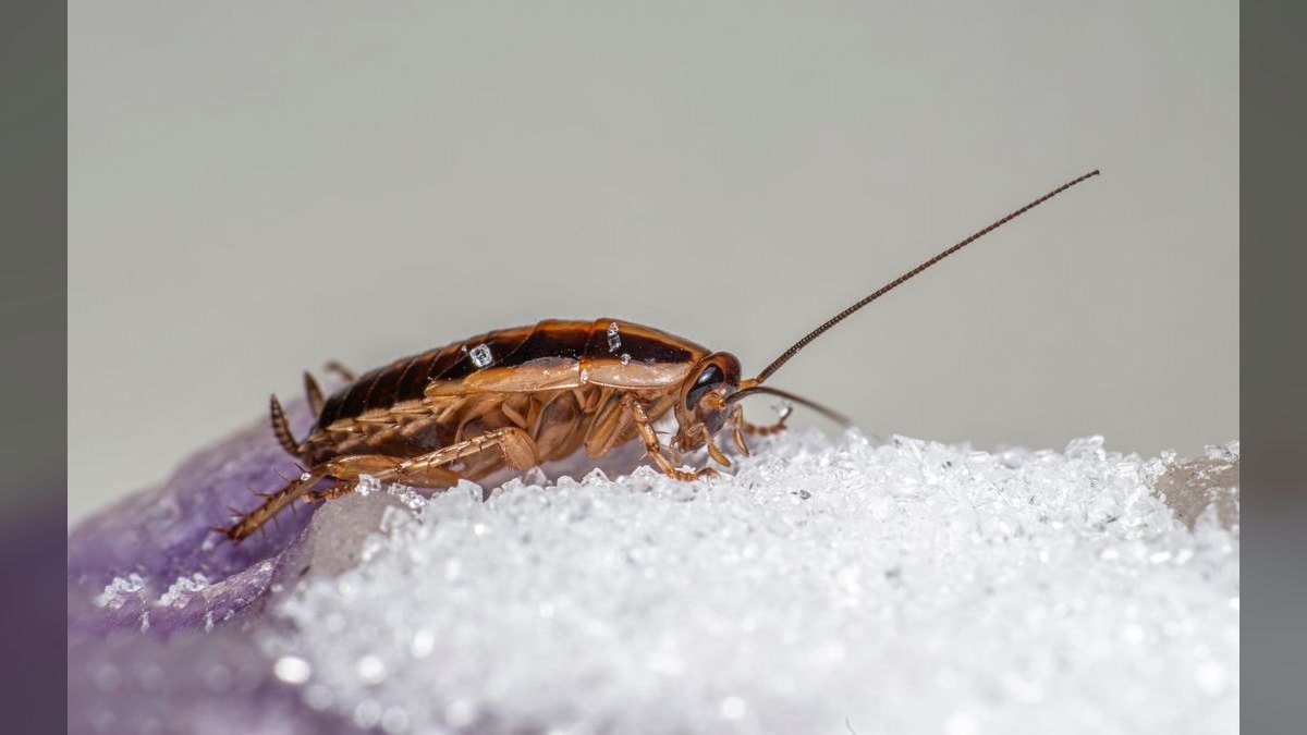 The Best KPIs for Pest Control Companies in 2027 — figure 5