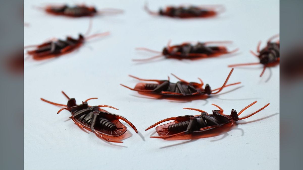 The Best KPIs for Pest Control Companies in 2027